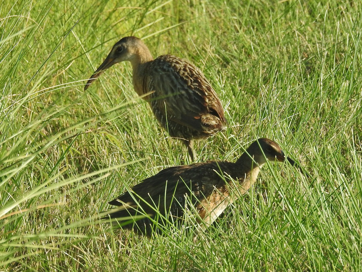 King Rail - ML638926838