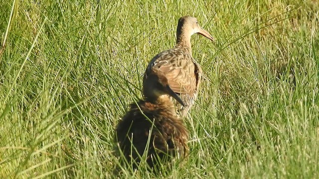 King Rail - ML638926839