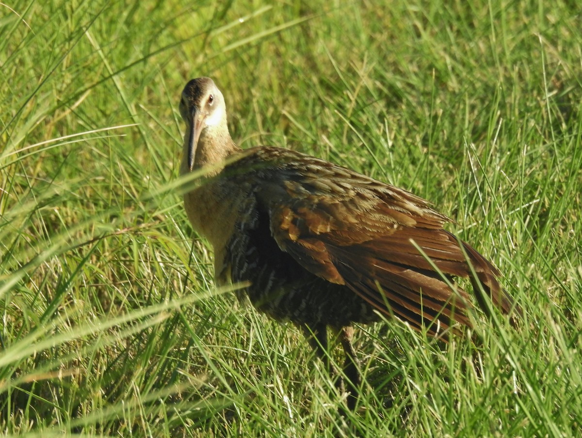 King Rail - ML638926840