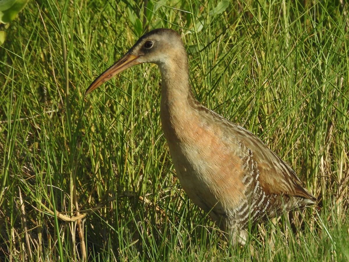King Rail - ML638926841