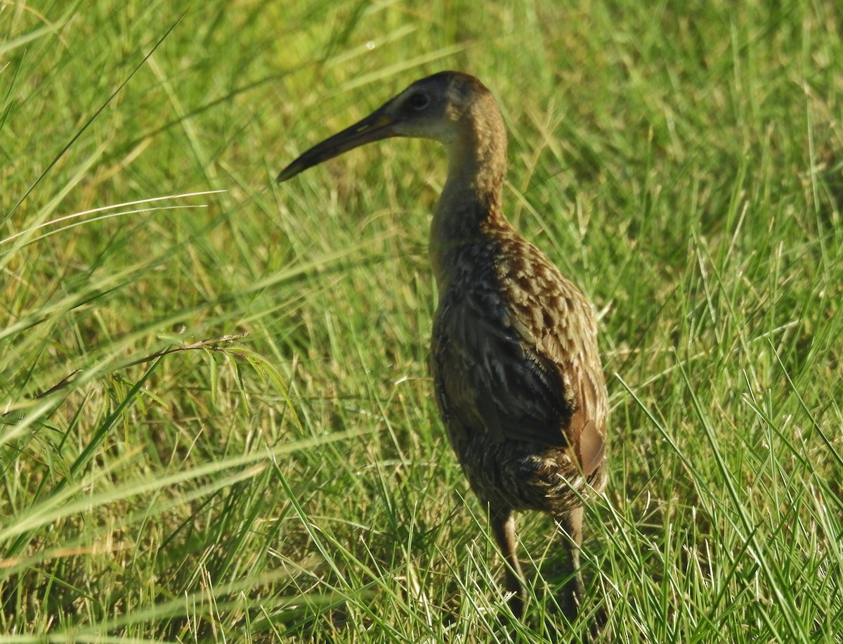 King Rail - ML638926842
