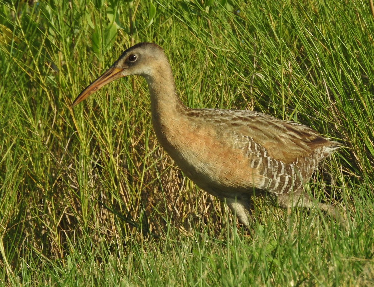 King Rail - ML638926843