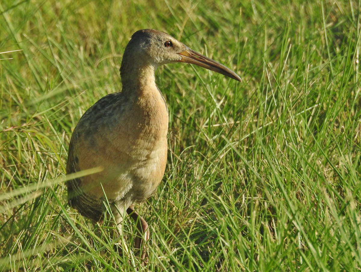 King Rail - ML638926844