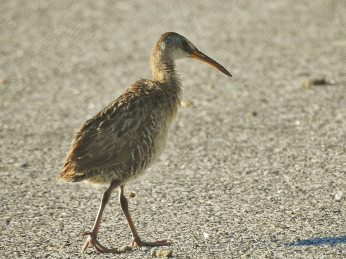Clapper Rail - ML638926845