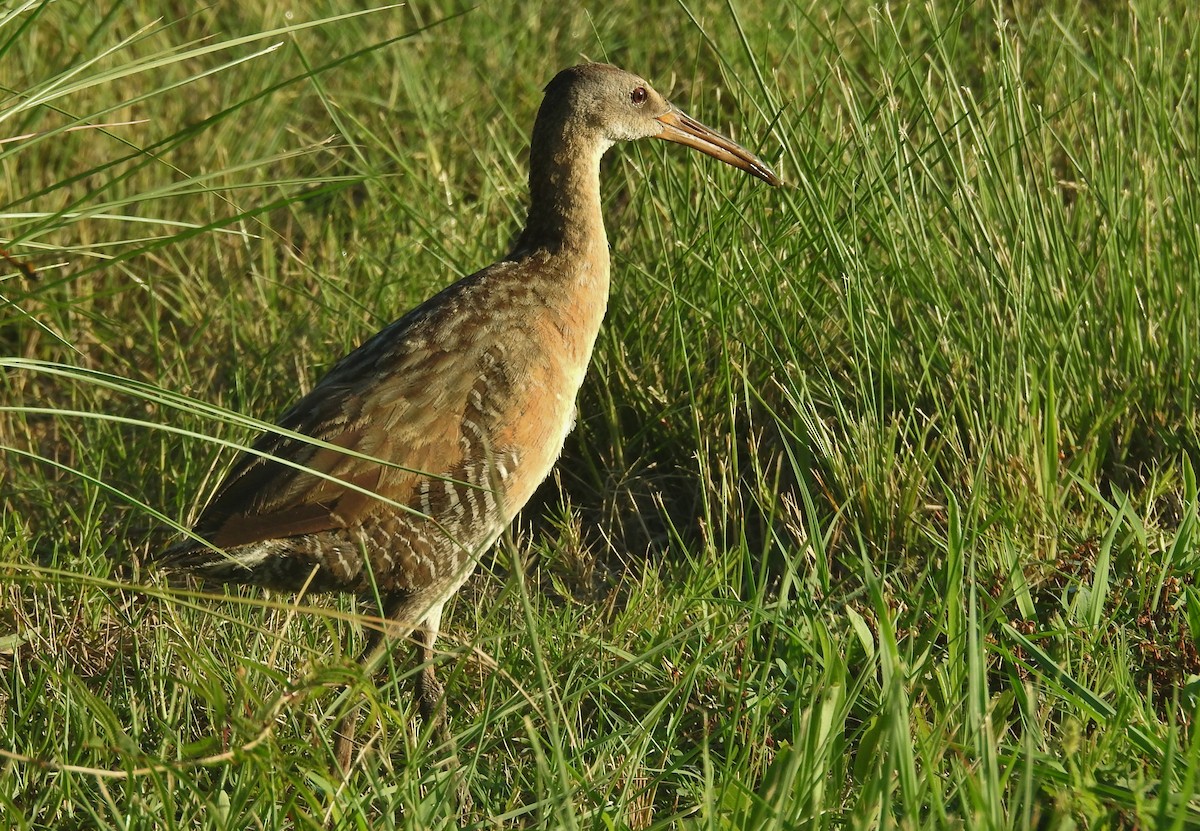King Rail - ML638926847