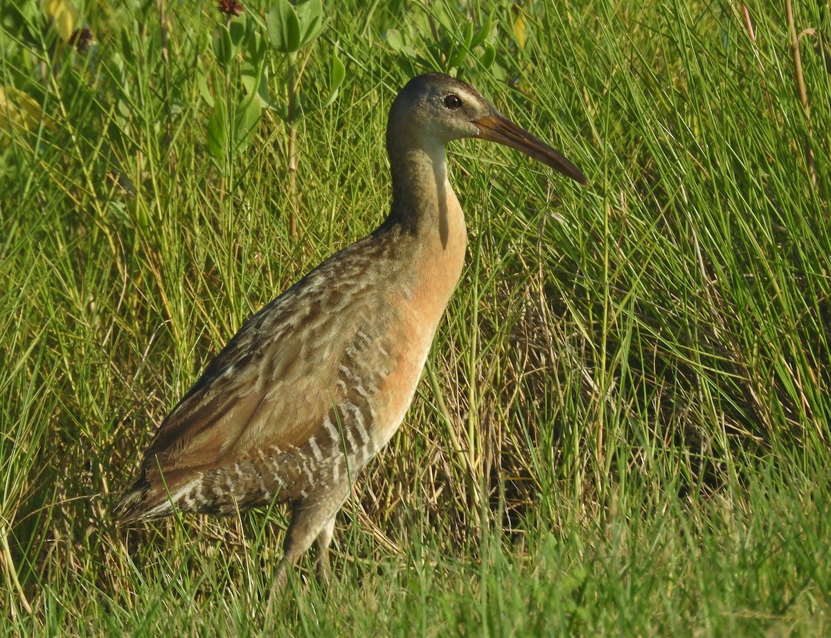 King Rail - ML638926848