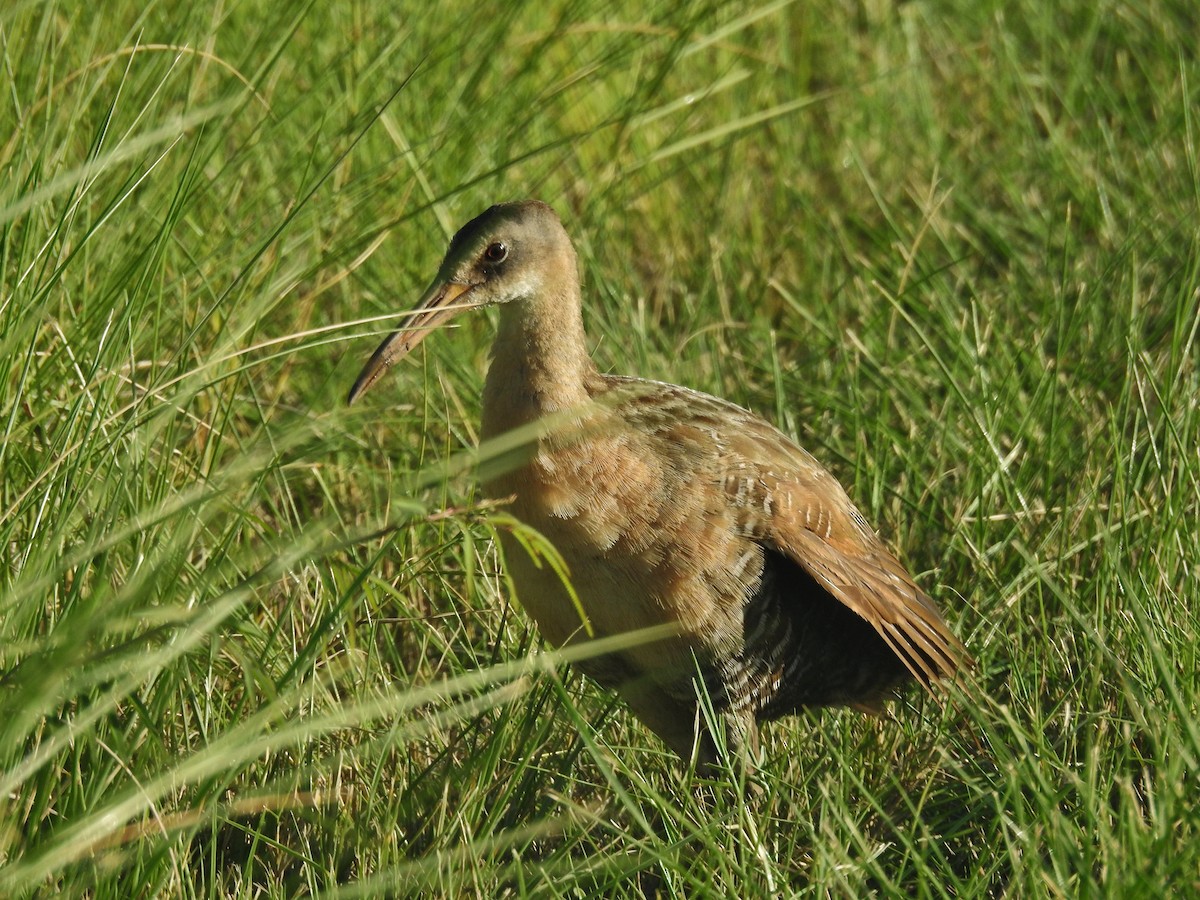 King Rail - ML638926850