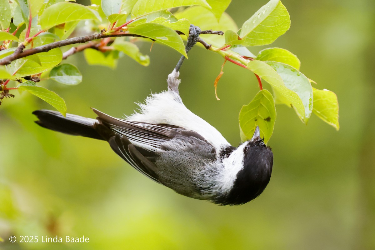 Black-capped Chickadee - ML638926877