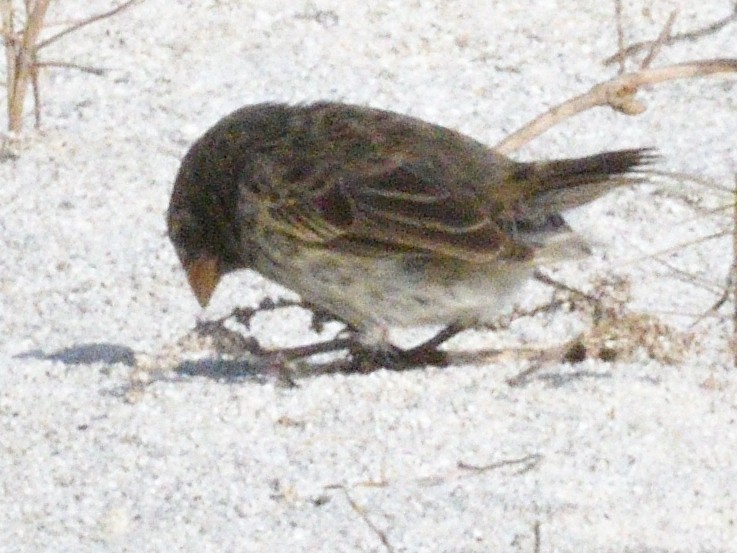 Small Ground-Finch - ML638926881