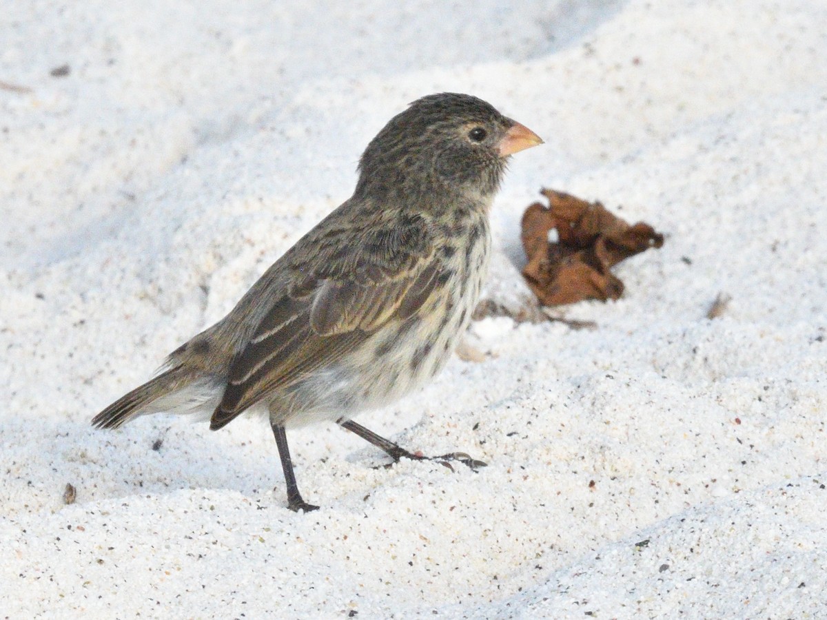 Small Ground-Finch - ML638926884