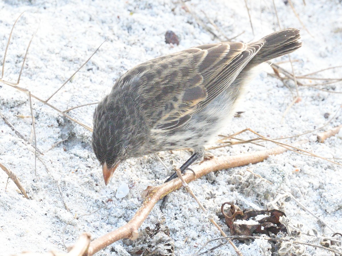 Small Ground-Finch - ML638926886