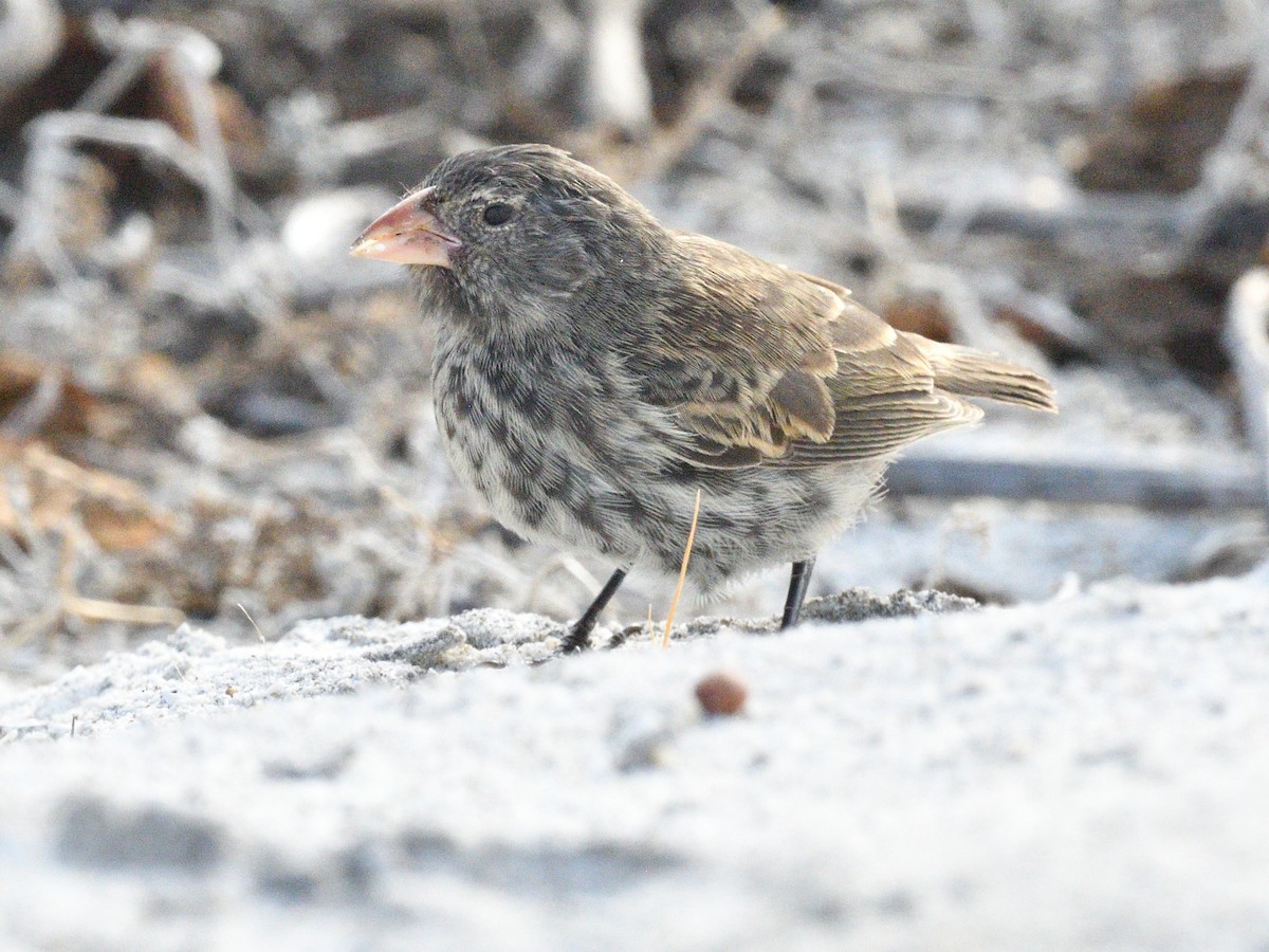 Small Ground-Finch - ML638926888