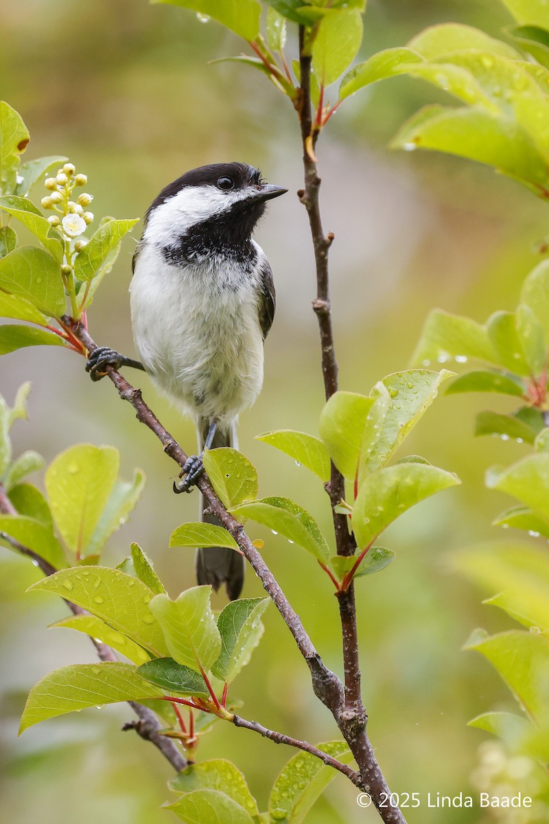 Mésange à tête noire - ML638926896
