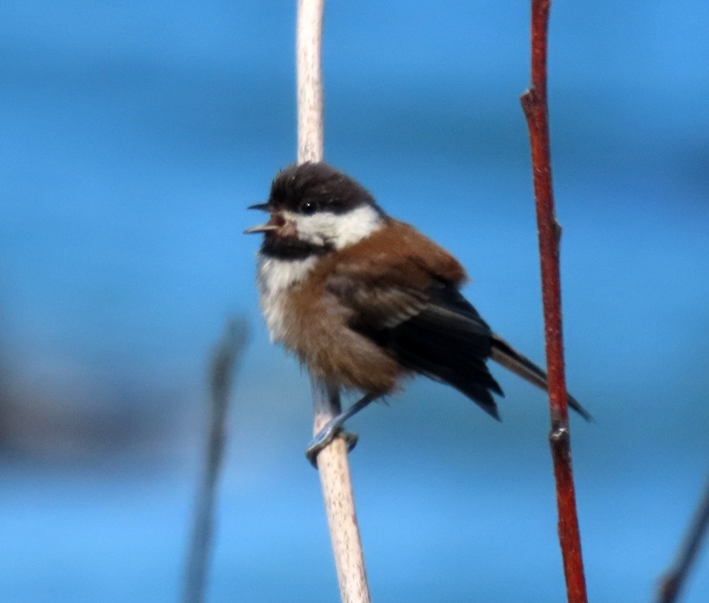 Mésange à dos marron - ML638926909