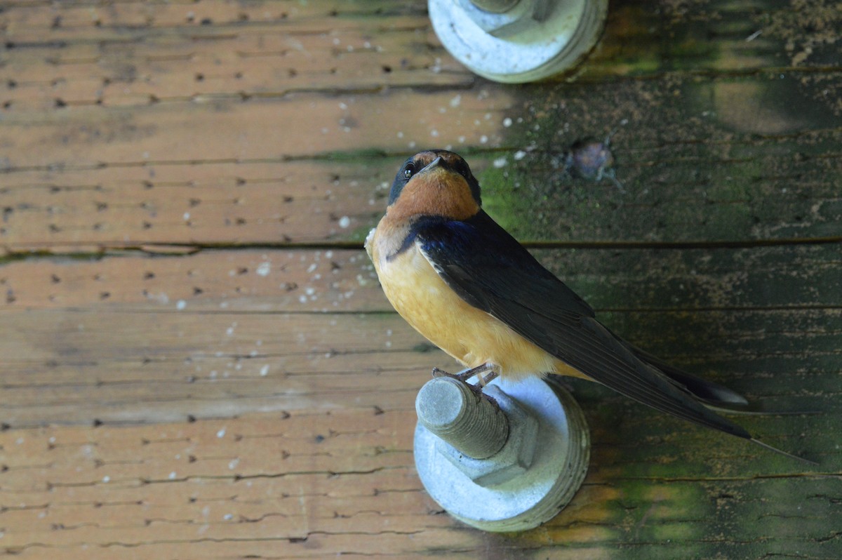 Hirondelle rustique - ML638926918