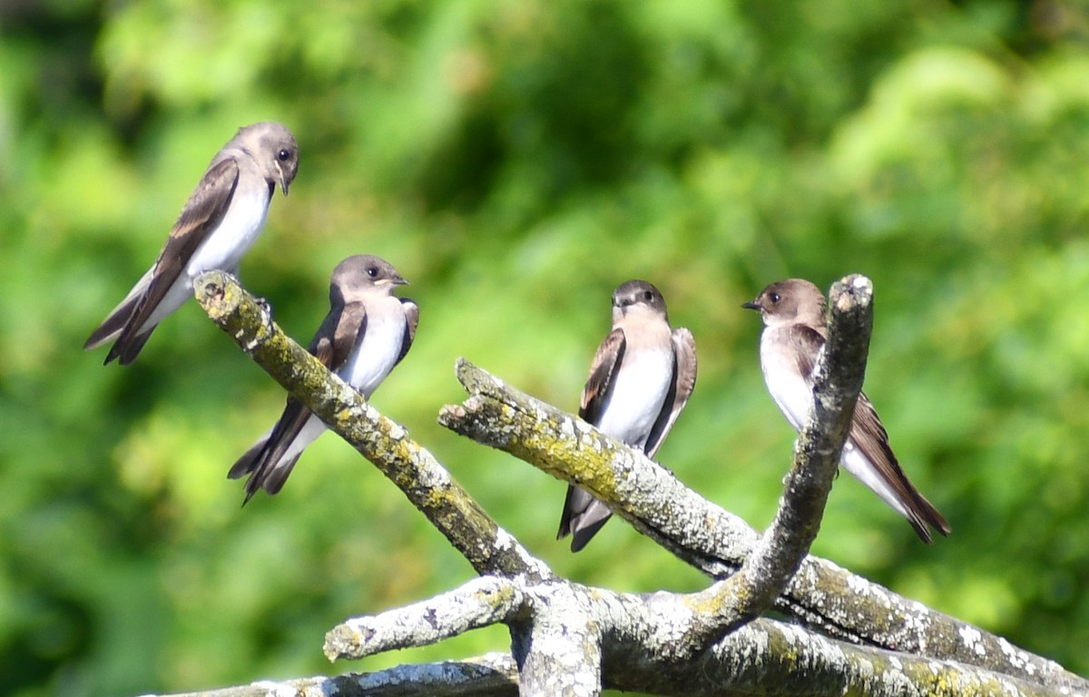 Hirondelle à ailes hérissées - ML638926926