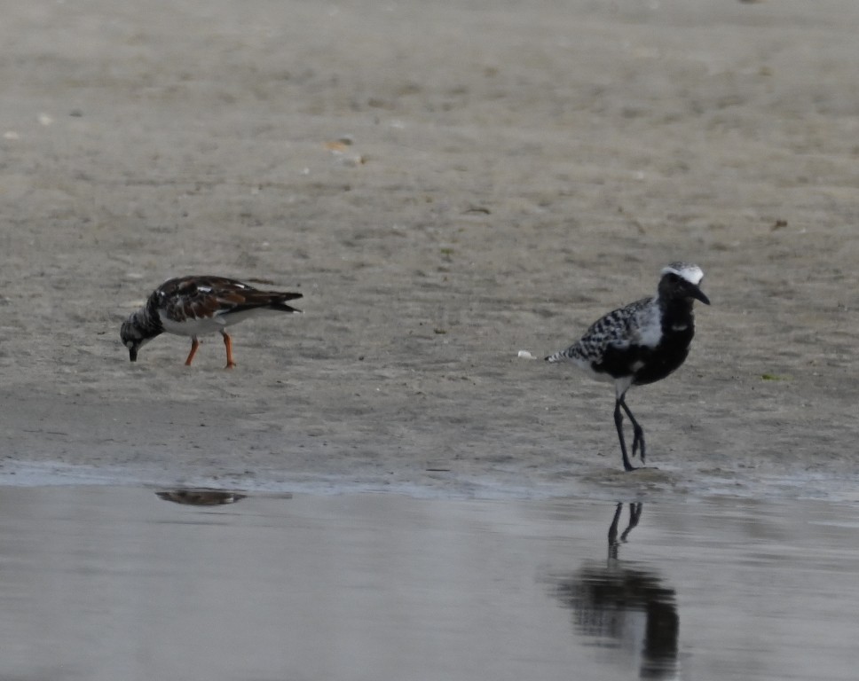 Black-bellied Plover - ML638926939