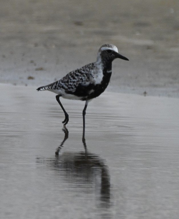 Black-bellied Plover - ML638926940
