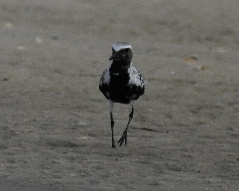 Black-bellied Plover - ML638926941