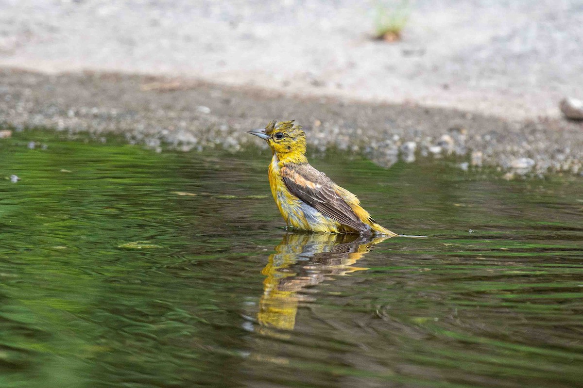 Icteridae sp. - ML638926982