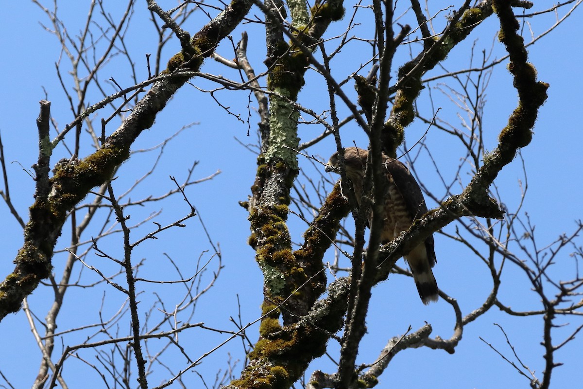 Broad-winged Hawk - ML638927025
