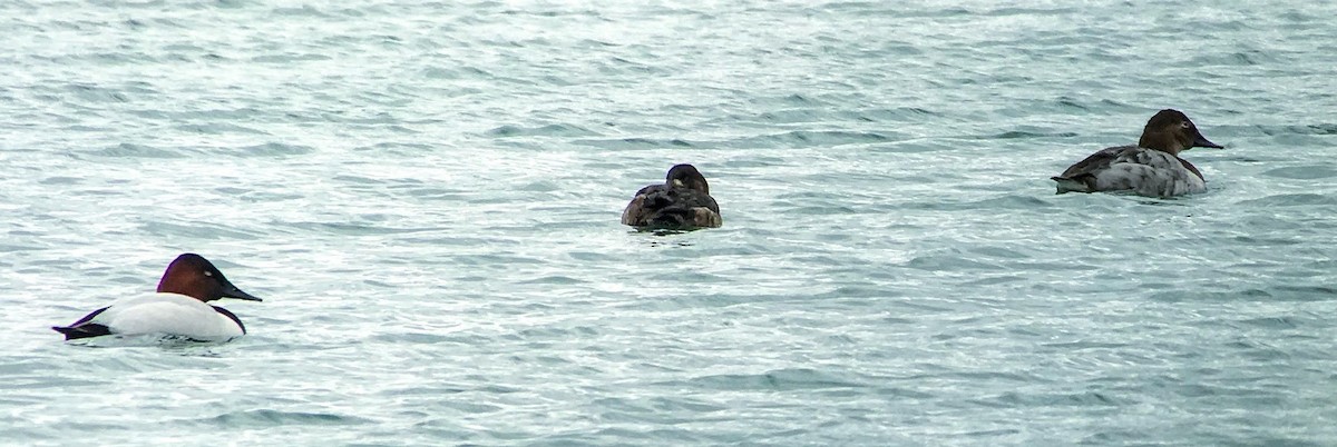 Canvasback - ML638927075