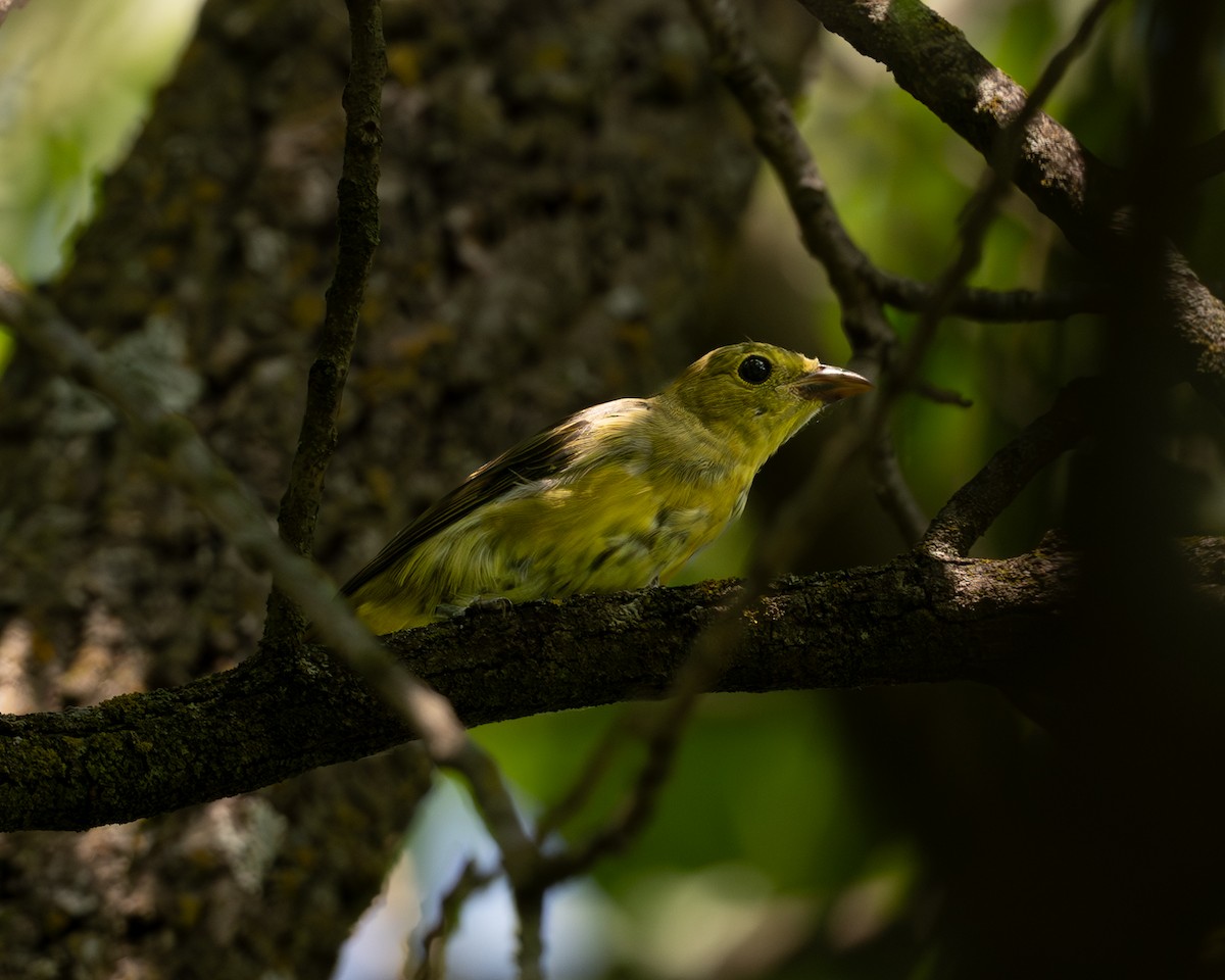 Scarlet Tanager - ML638927115