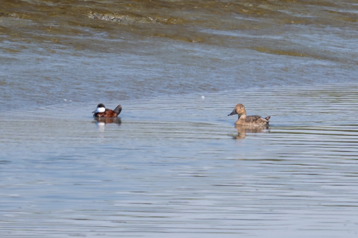 Canvasback - ML638927219