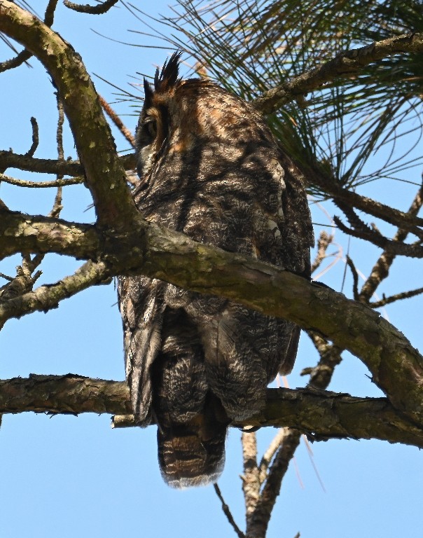 Great Horned Owl - ML638927275