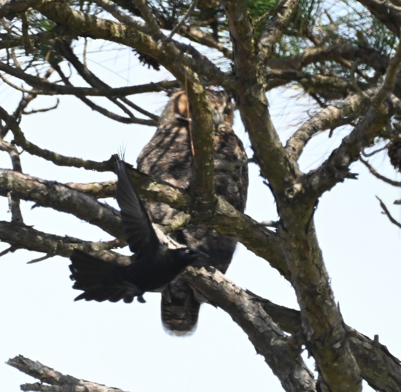Great Horned Owl - ML638927276