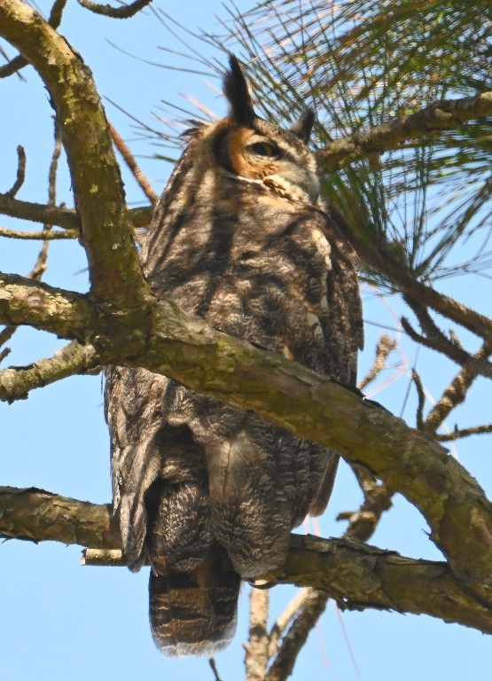 Great Horned Owl - ML638927277