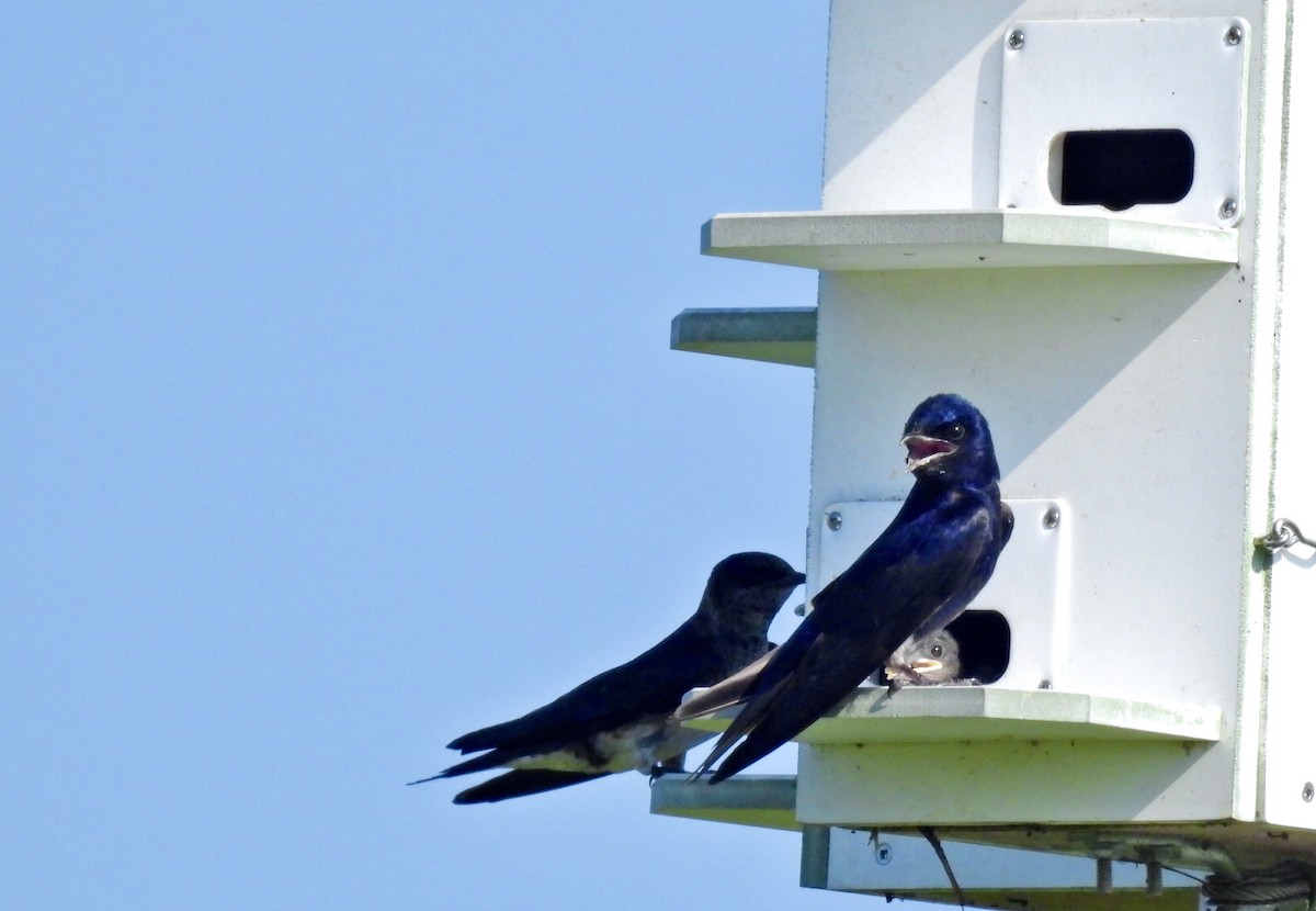 Purple Martin - ML638927318