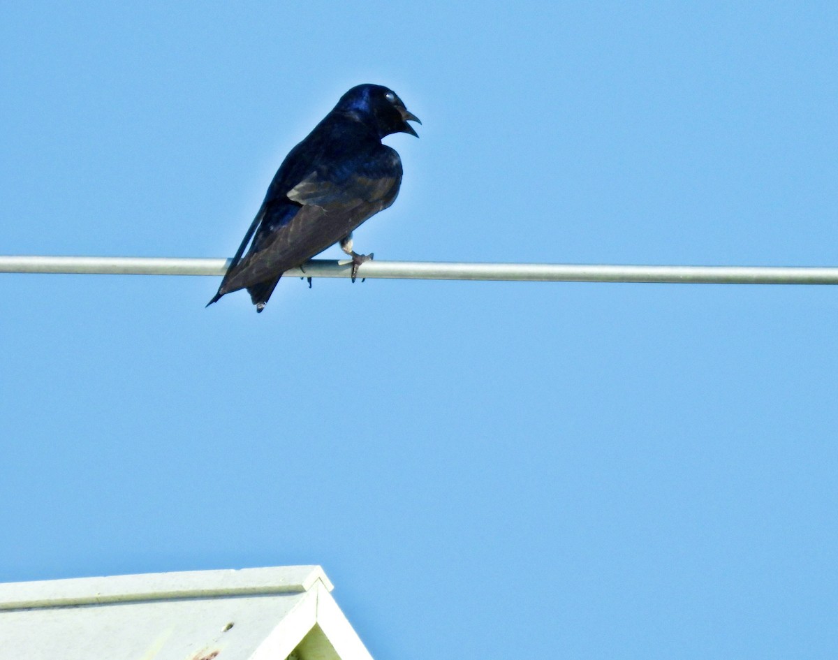 Purple Martin - ML638927320