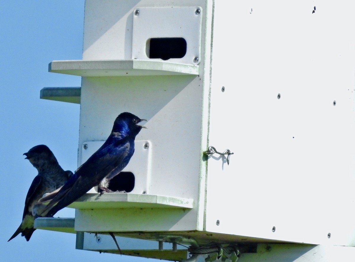 Purple Martin - ML638927321