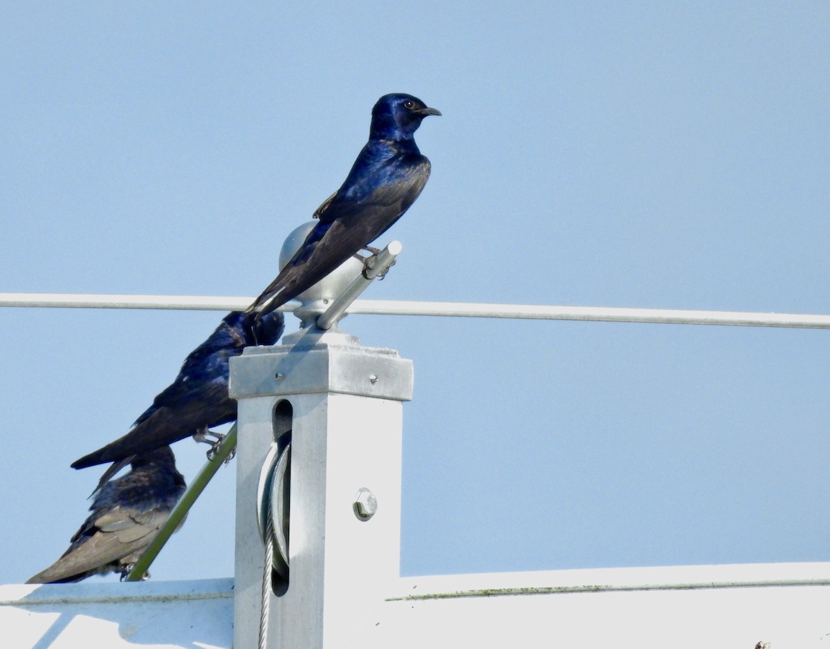 Purple Martin - ML638927322