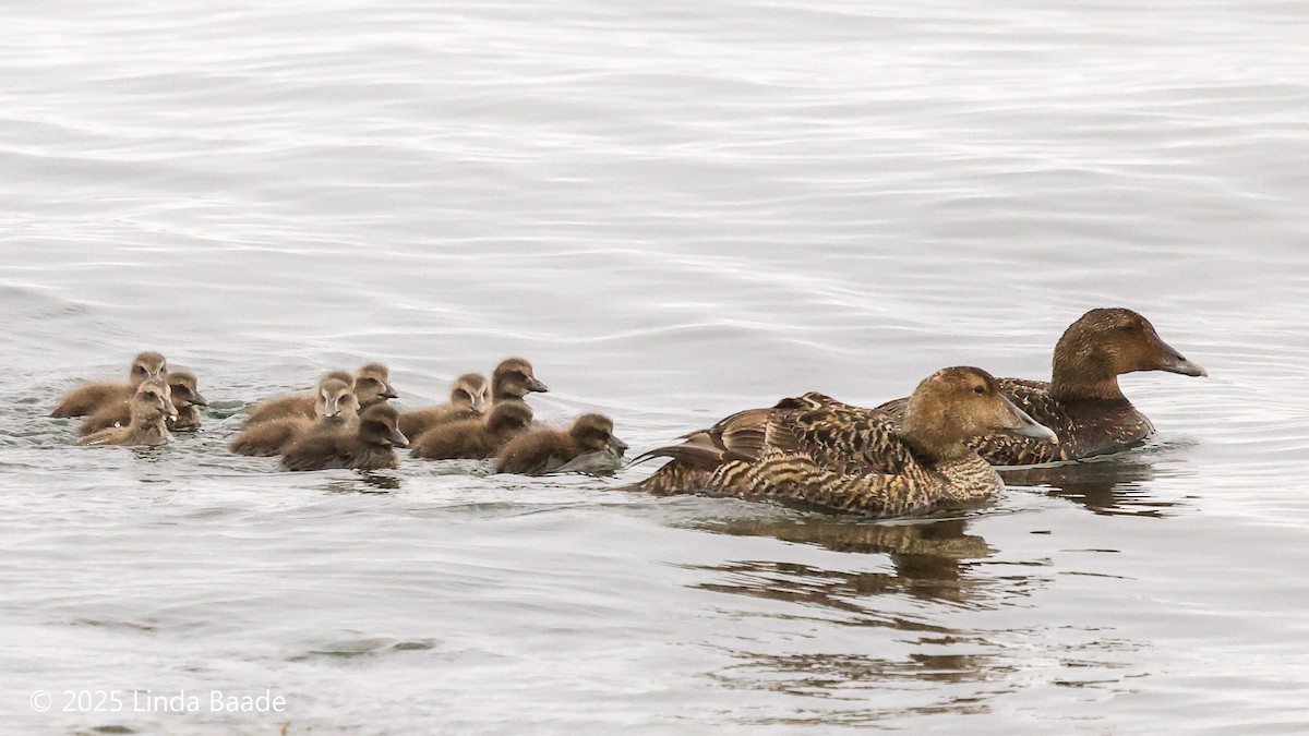 Common Eider - ML638927387