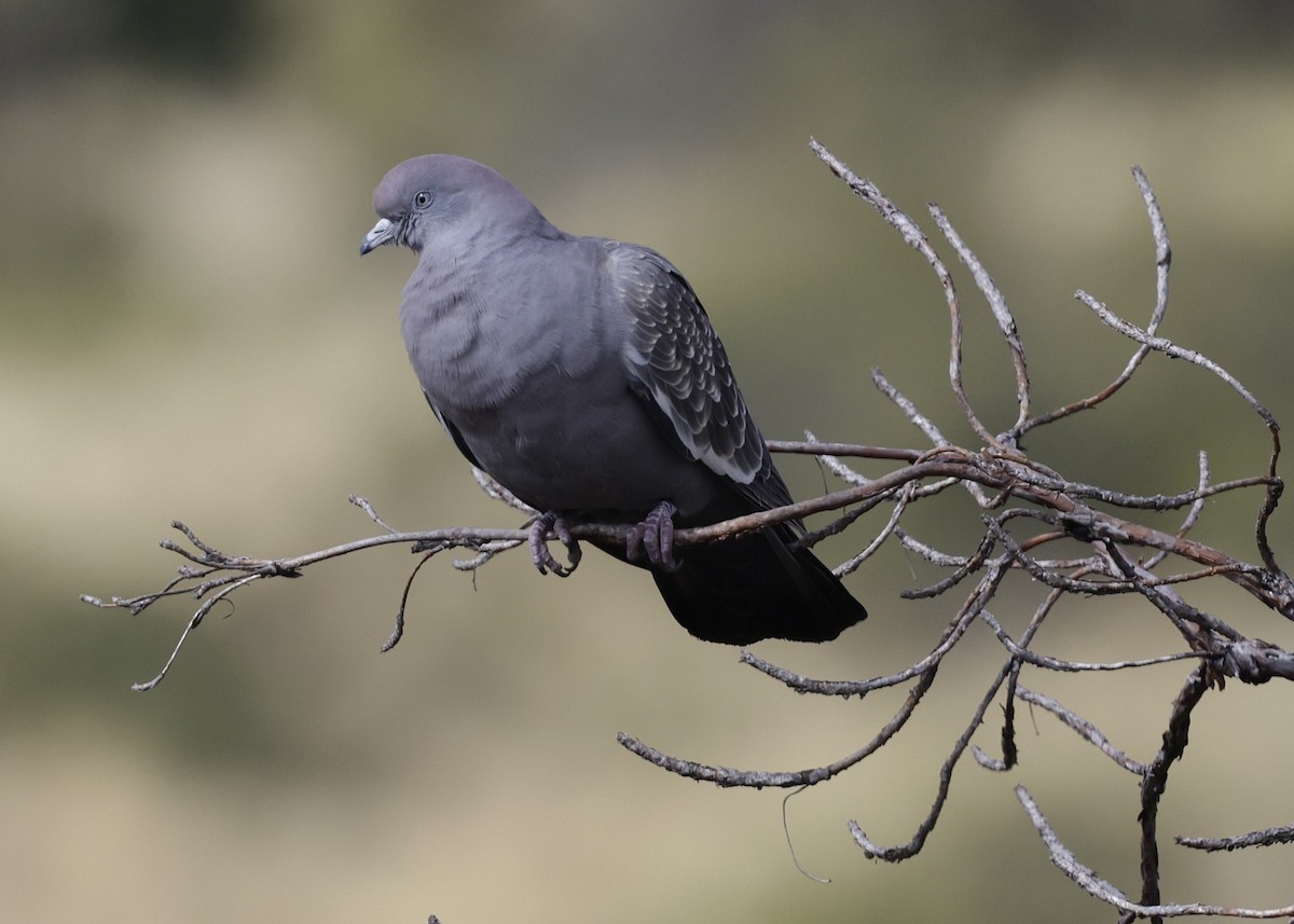 Spot-winged Pigeon - ML638927390