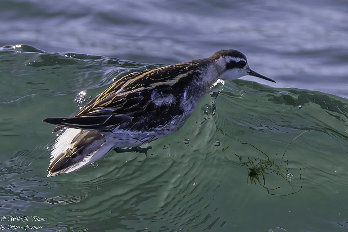 Phalarope à bec étroit - ML638927398