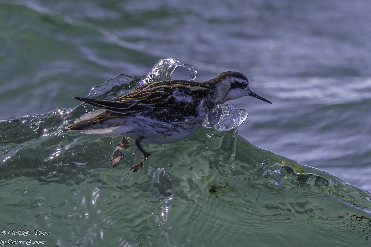 Phalarope à bec étroit - ML638927400