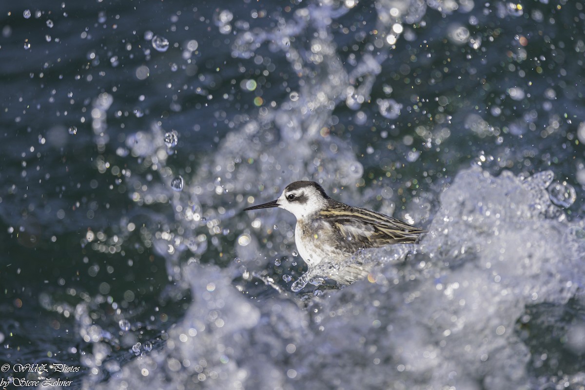 Phalarope à bec étroit - ML638927401