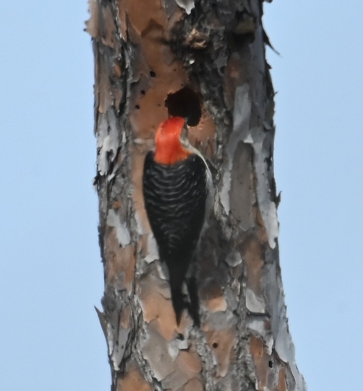 Red-bellied Woodpecker - ML638927411