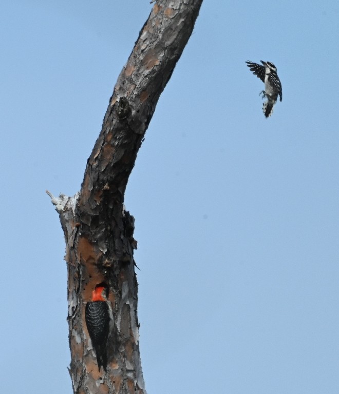 Red-bellied Woodpecker - ML638927413