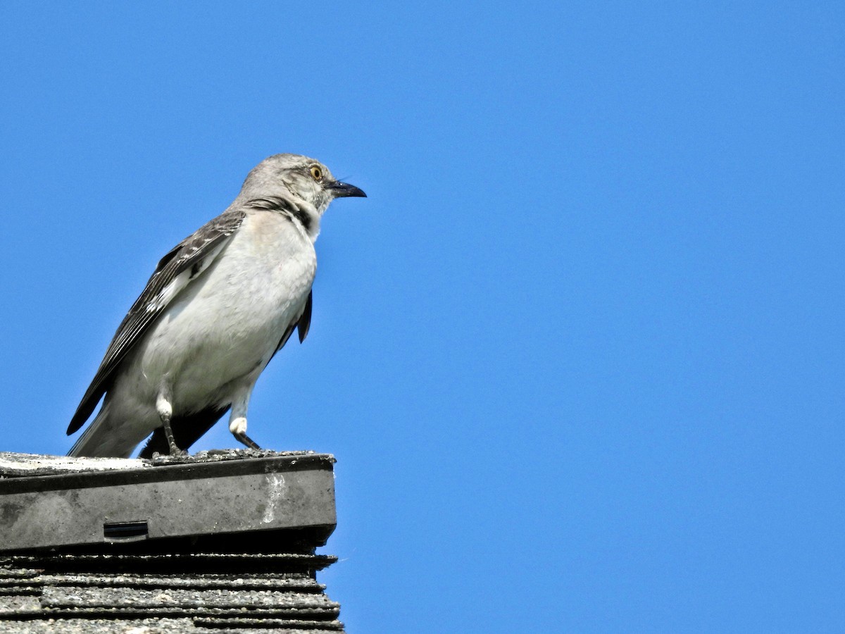 Northern Mockingbird - ML638927430