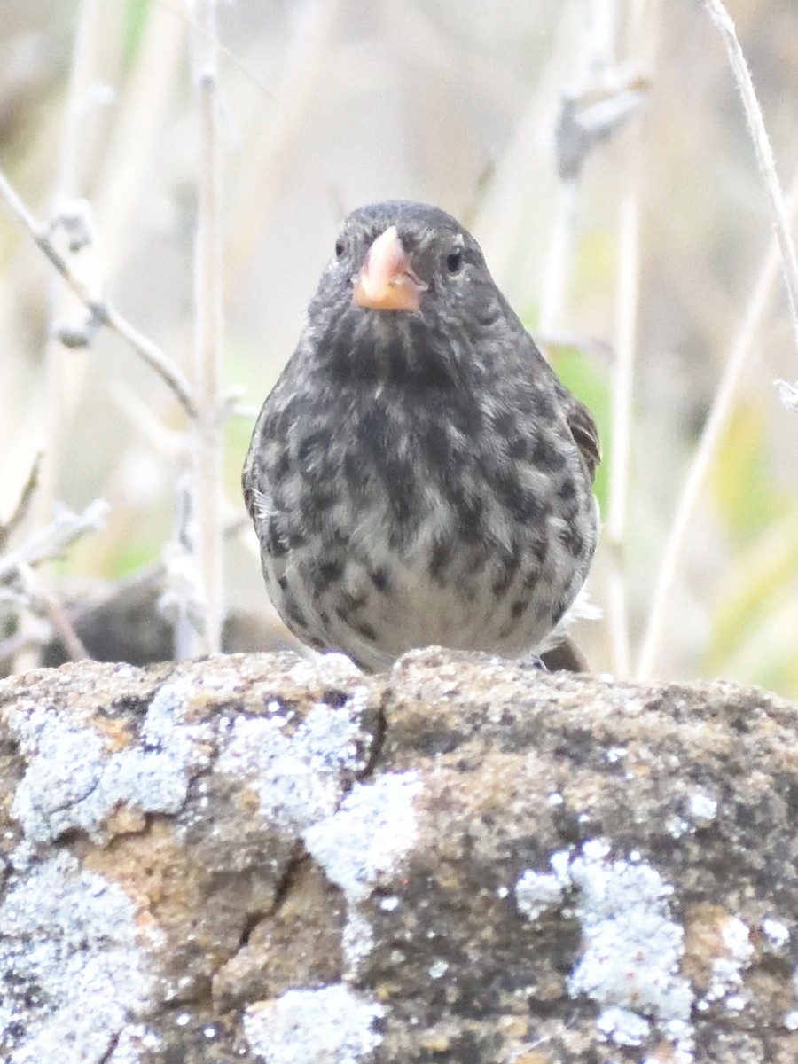 Small Ground-Finch - ML638927435