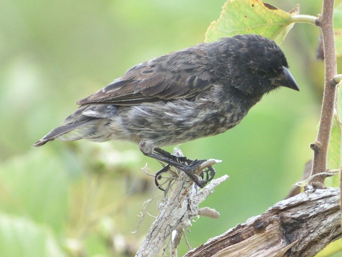 Small Ground-Finch - ML638927436