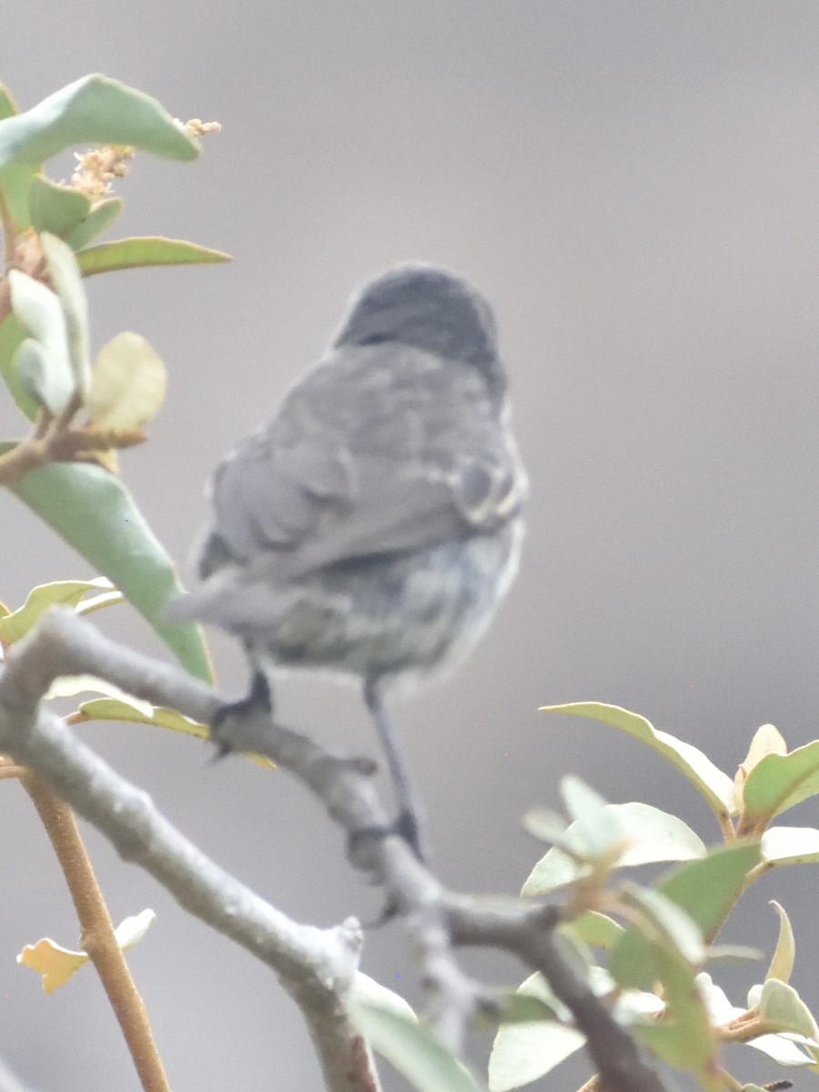Small Ground-Finch - ML638927437