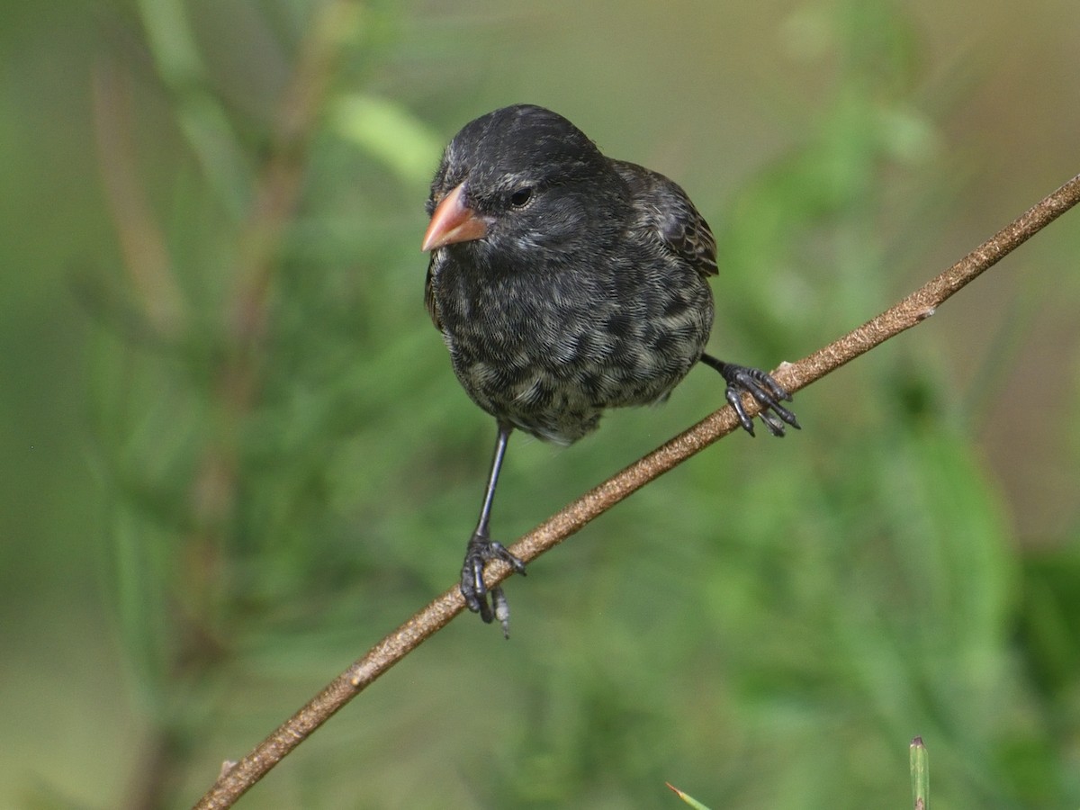 Small Ground-Finch - ML638927439