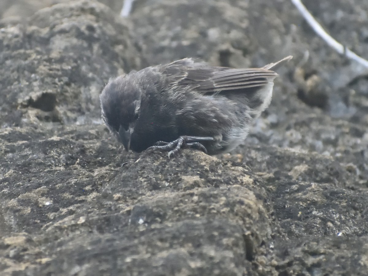 Small Ground-Finch - ML638927440