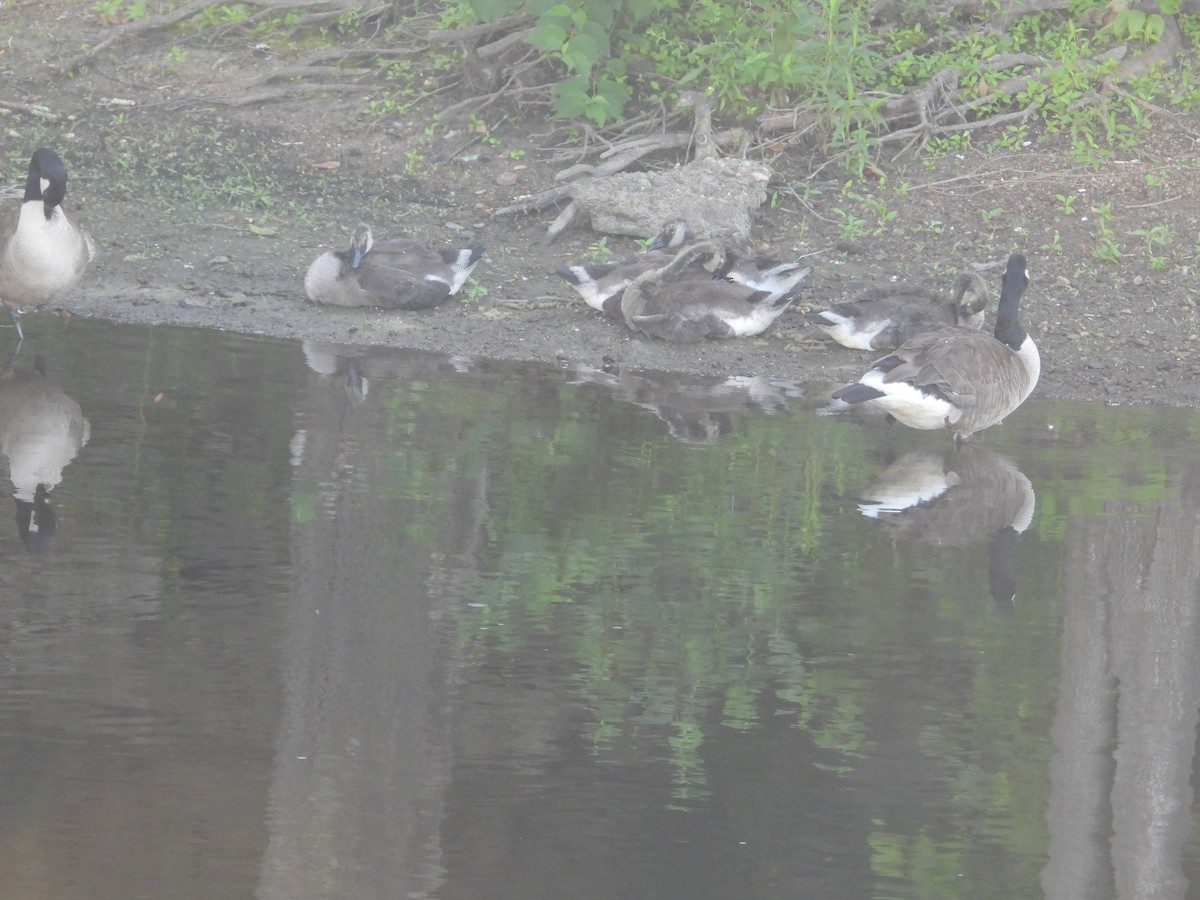 Canada Goose - ML638927465