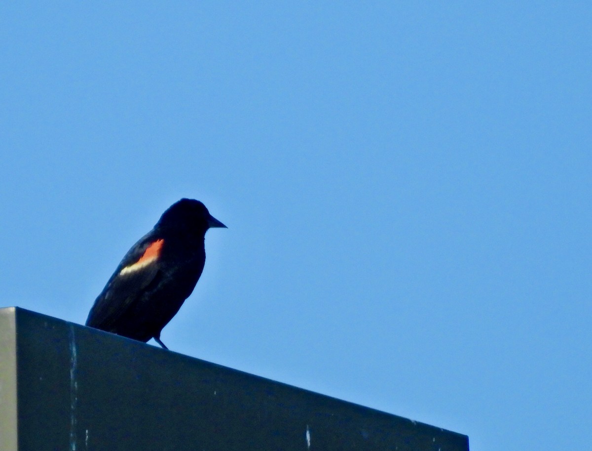 Red-winged Blackbird - ML638927468